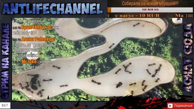 Стрим! Муравьиная ферма онлайн!