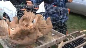 Ярмарка голубей г. Славянск - на - Кубани 18.04.2021.г.2часть