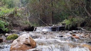 шум тайги/ речка/ сон/relax, river, nature,Siberia