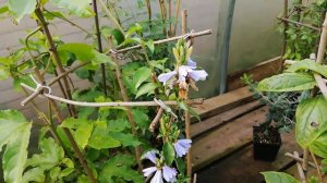 Склерохитон, Sclerochiton harveyanus