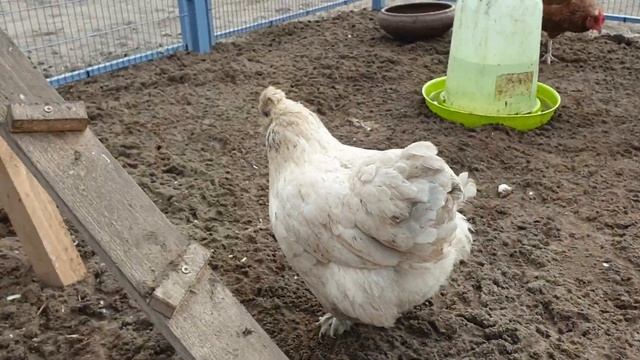 Вольер для курей