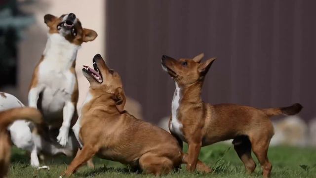 Португальский Поденгу || Собаки питомника Артемпреза || Поденго || Podengo Portuguese смотреть онлайн