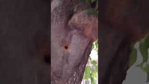 Гнездо синицы с выводком