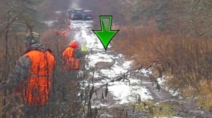 Загонная ОХОТА. 2 декабря 2017г.