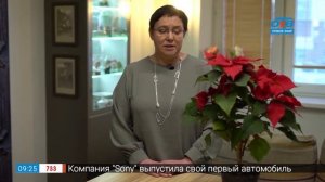 Как сохранить рождественскую звезду — пуансеттию в рубрике «Руки садовода»