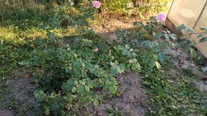 Как растут розы в тени.