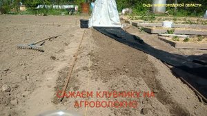 Посадка клубники в открытый грунт.Посадка клубники на черный материал