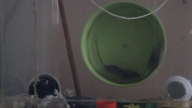 Гоночные мыши смотреть онлайн