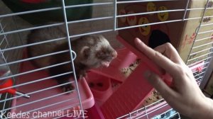 Котик Рыжик знакомится с хорьком