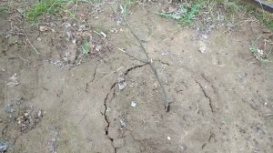 ХРАНЕНИЕ МОРКОВИ ДО ВЕСНЫ, ЕСЛИ НЕТ ПОДВАЛА И ЯМЫ/СВЕЖАЯ МОРКОВЬ/ХРАНЕНИЕ УРОЖАЯ/МНОГОЛЕТНИЙ ОПЫТ/