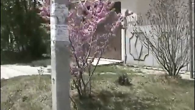 Церцис или «Иудино дерево» смотреть онлайн