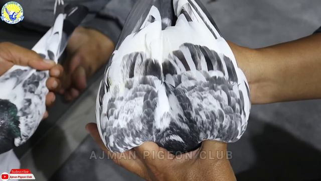 Pedigree Pigeons Of Ustad Ismail Albaloshi|Khalifa BuAli|Kabotar Parwari Se Maroof Bloodline 2009 S