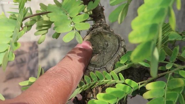 Tamarind Pre-Bonsai Plant (Tamarindus indica) | Bonsai ideas смотреть онлайн