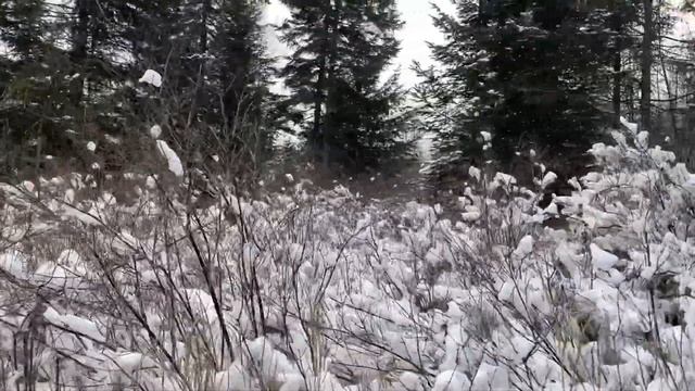 Поездка в лесную избу в ноябре месяце. Проверяем и заряжаем капканы на соболя, белку. смотреть онлайн