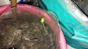 Проращивание семян груши.Садоводство и огородничество.Проращивание семян яблока