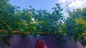 ❗️ВАРЕНЬЕ ИЗ ИНЖИРА С ГРЕЦКИМ ОРЕХОМ❗️ФИГОВОЕ ДЕРЕВО❗️ДИВНОМОРСКОЕ ❗️