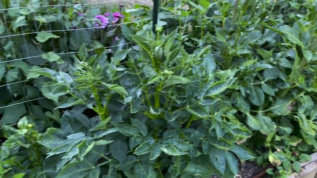 Michelle's Dahlia Tour Part 1 | Pond House Garden смотреть онлайн