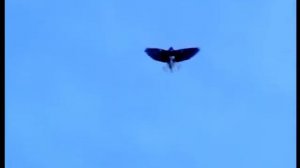 Генические голуби НиколаенкоС.А.морозное утро 2015г. \3 \