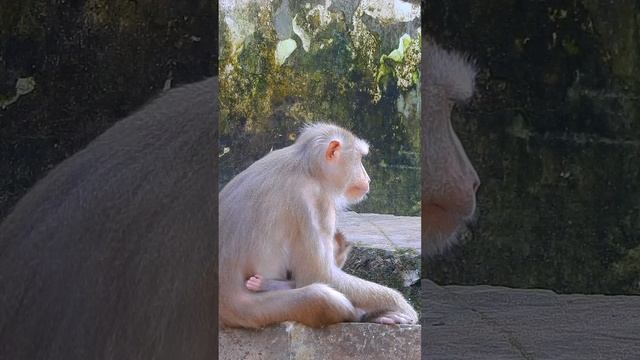 Monkey Luna Relaxed Grooming Baby Lucie Мать Обезьянка Луна малышка Люси Радужная Обезьяна Видео Мо смотреть онлайн