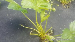 Рассказываю когда и зачем обрезать усы у клубники