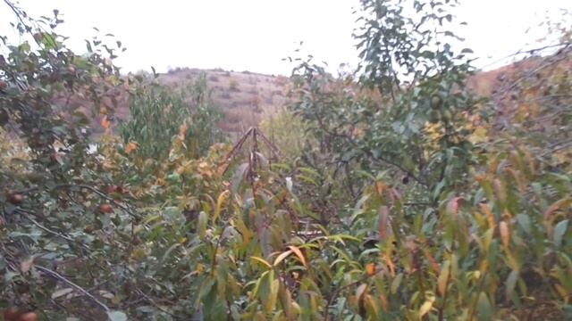 Об обрезке, кандидатах в доктора и народе. смотреть онлайн