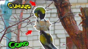 Синичка - Красивая и Полезная Птичка (В стиле Николая Дроздова)