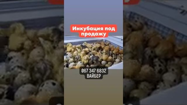 Перепела мясных пород//Купить перепелов//Инкубация перепелов под продажу