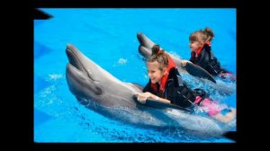 Плавание с дельфинами в Шарм Эль Шейхе