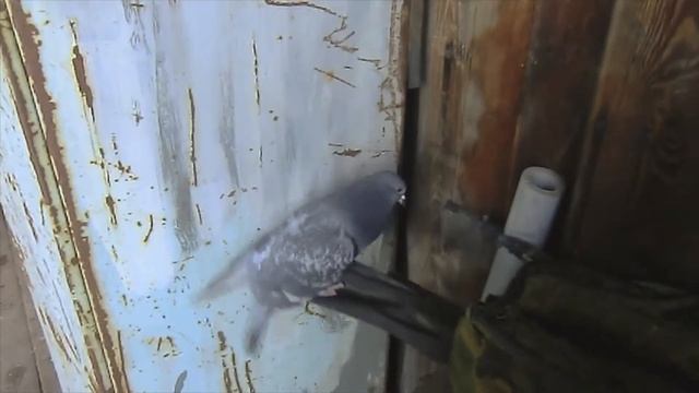 Как заживает сломанное крыло Подобрали голубя смотреть онлайн