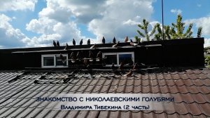 Николаевские голуби