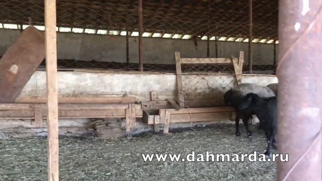 Гиссарские овцы -  шестилетние кучкары и полуторогодовалые валухи, четырехрогий другая порода.