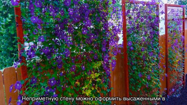 Что такое ампельные растения и ампельные цветы-однолетники