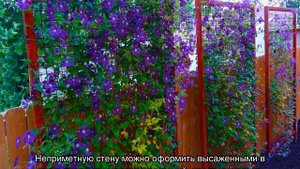 Что такое ампельные растения и ампельные цветы-однолетники