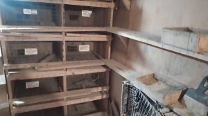 Мои Голуби Горловки . Осень - Зима 2021г.