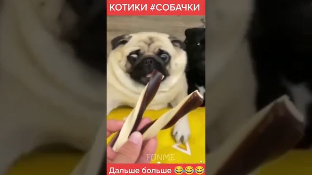 Песики приколы
