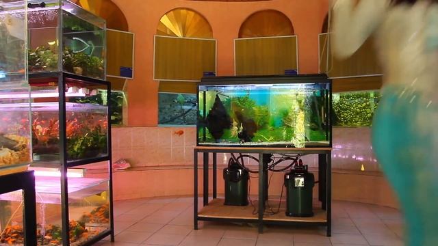 Поздравление с Днем города от Детского парка смотреть онлайн