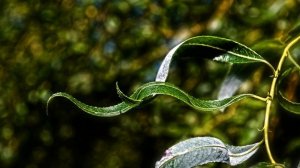 Удивительное средство для укоренения черенков и роста растений