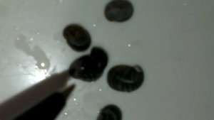 Что происходит с теодоксусами в мягкой воде.