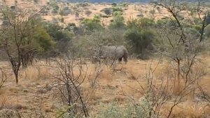 Wild animals in the Safari tour