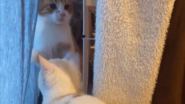 【best of funniest pet videos】vol.3 munchkin kinako смотреть онлайн