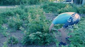 Избавиться от пней и удалить корни на заросшем дачном участке!