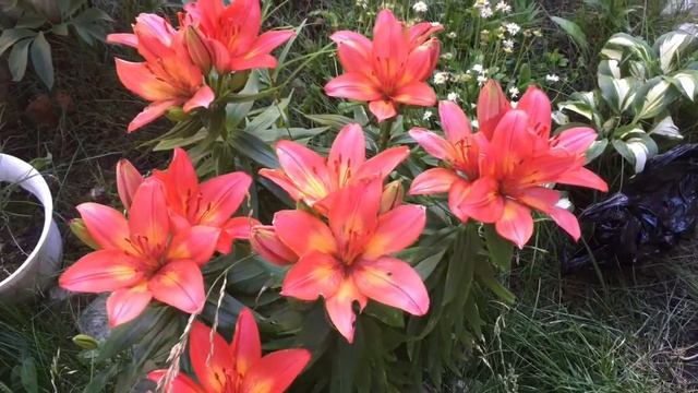 VLOG: Котята первый день. Липа в цвету. Попаду домой и будет счастье. смотреть онлайн