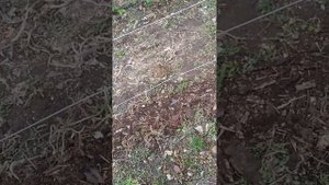 Малина сорт Полонез