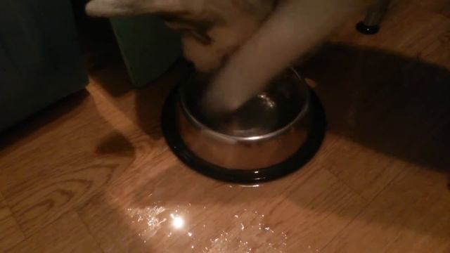 Щенок хаски помогает мыть миску смотреть онлайн