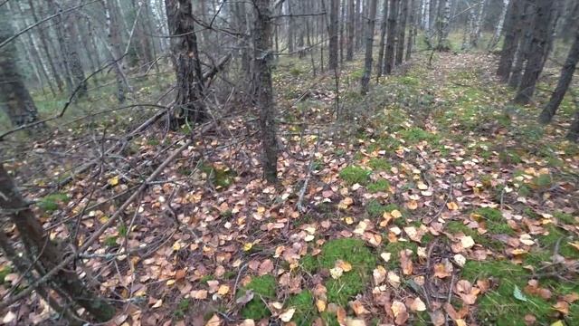 Белые грибы и не только. Грибные новости Сентябрь 2020 смотреть онлайн