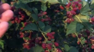 Питомник ежевики сорт Торнфри. Выборка ягоды.
