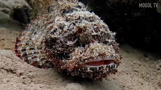 10 САМЫХ ОПАСНЫХ МОРСКИХ ТВАРЕЙ