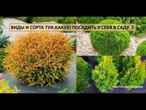 Виды и сорта туи. Какую посадить у себя в саду ?