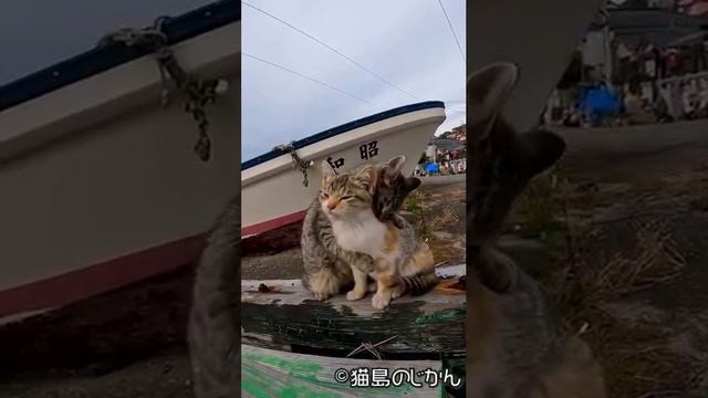 У них любовь 💜 смотреть онлайн