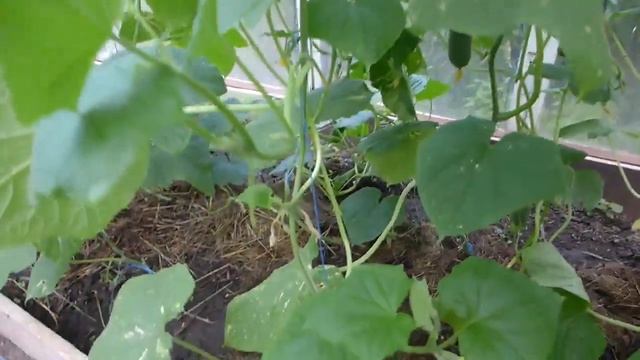 Огурцы в теплице с мая до сентября собираем урожай. Сезон 2020 смотреть онлайн